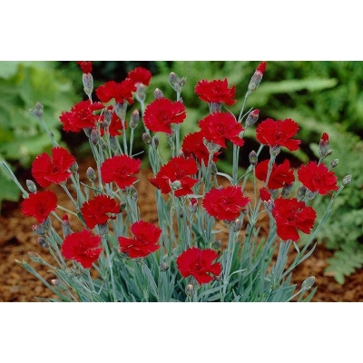 Goździk, Dianthus gratianopolitanus "Rubin"